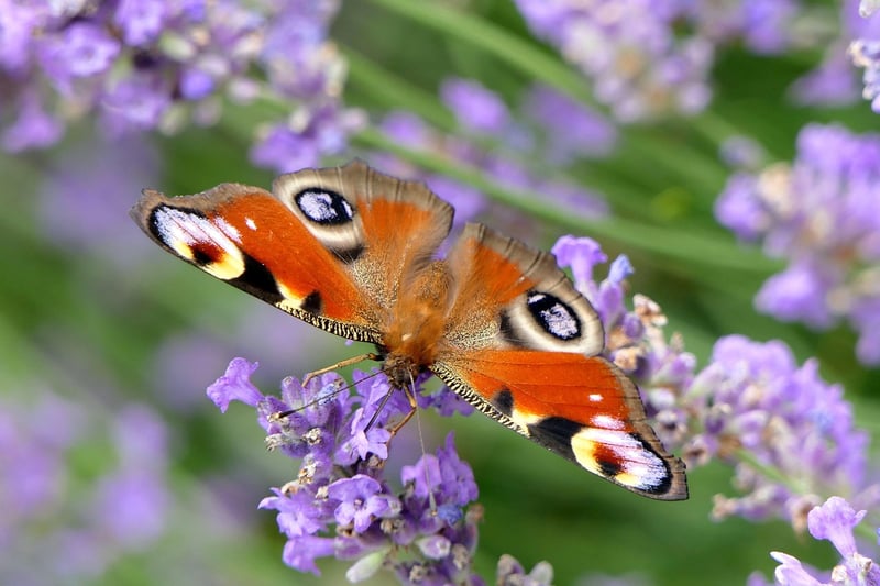 Butterfly in nature